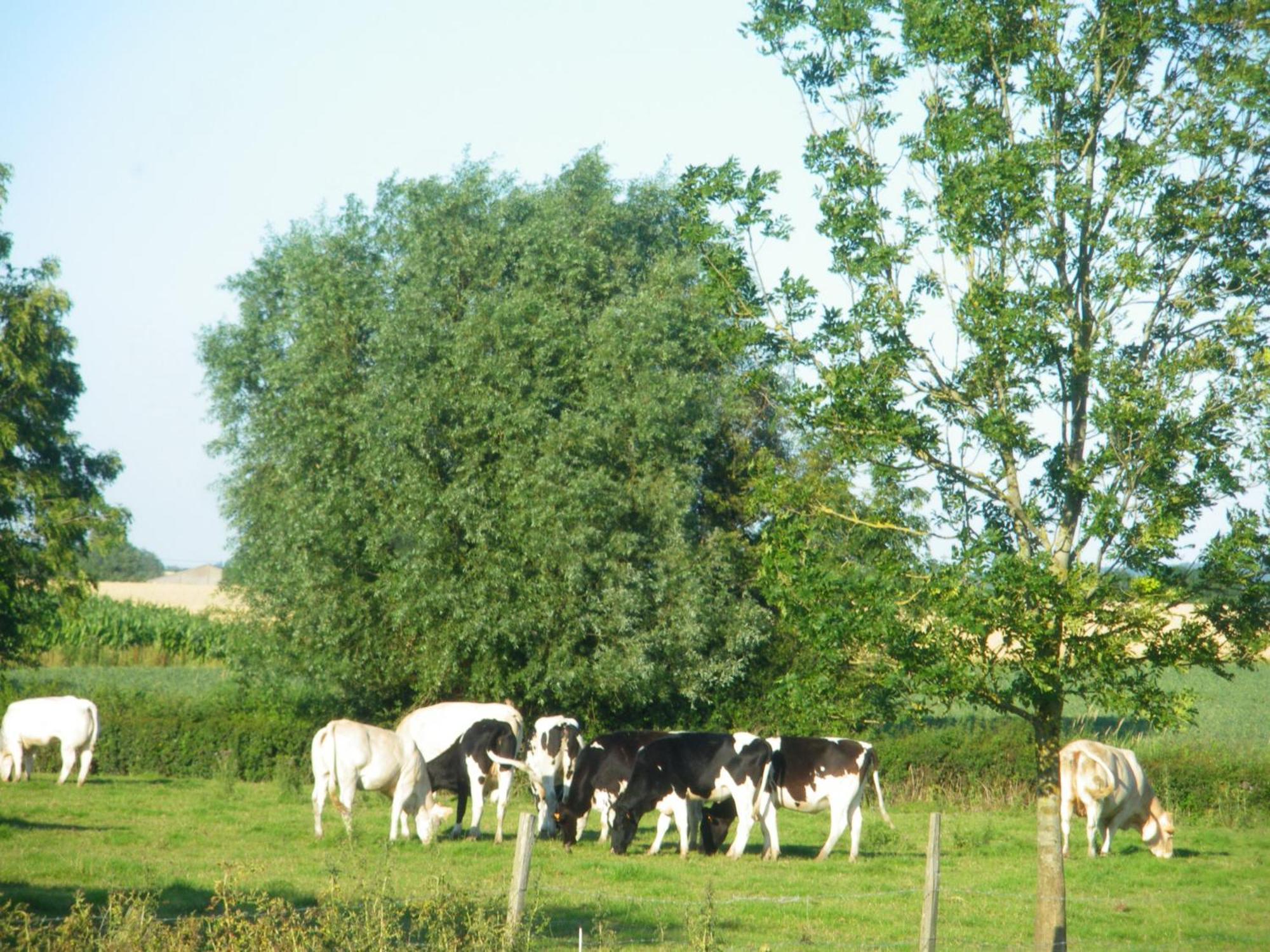 La Vallee Des Trois Monts Saint-Sylvestre-Cappel Exterior foto