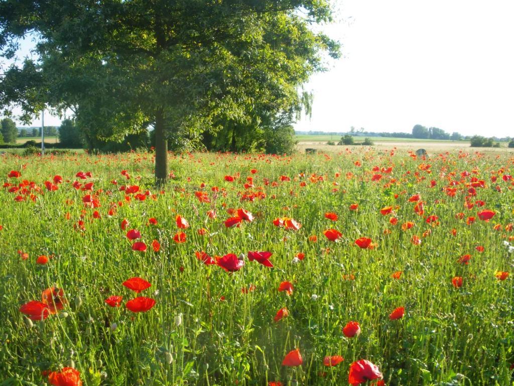 La Vallee Des Trois Monts Saint-Sylvestre-Cappel Exterior foto